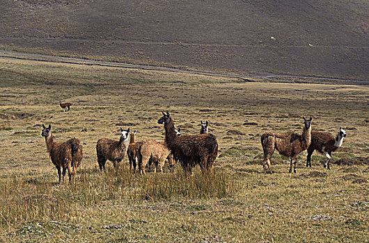 美洲驼,喇嘛,牧群,南美大草原,厄瓜多尔