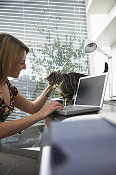 女人,使用笔记本,电脑,爱抚,猫