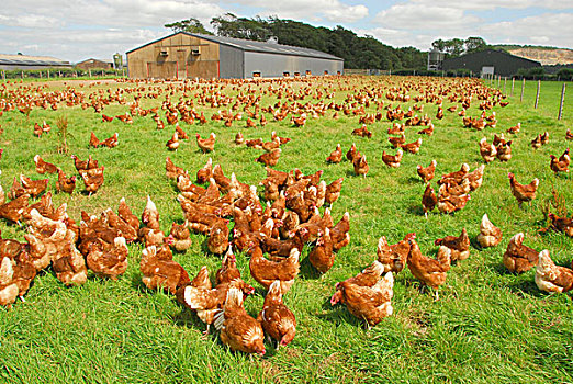 生活,鸡,放养,母鸡,成群,草场,坎布里亚,英格兰,英国,欧洲