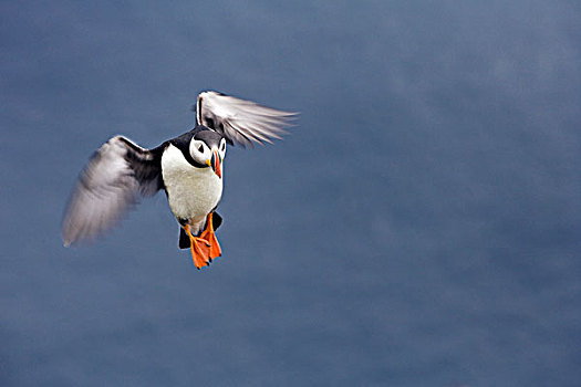 大西洋角嘴海雀,角嘴海雀,北极,飞,设得兰群岛,苏格兰