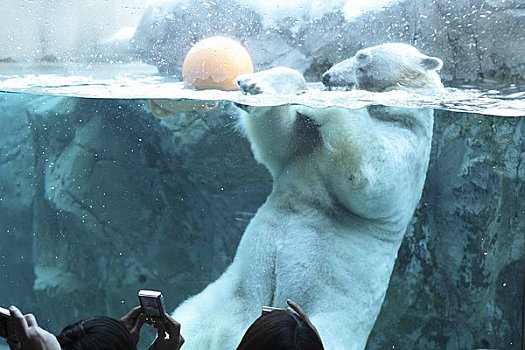 北极熊,玩,水池