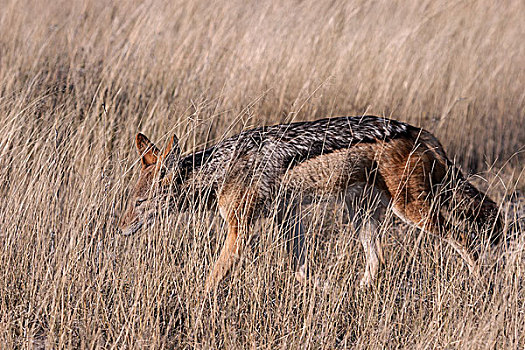 黑背狐狼,黑背豺,觅食,草,埃托沙国家公园,纳米比亚,非洲