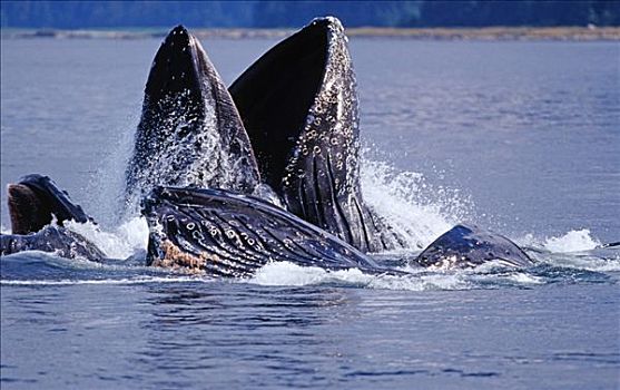 几个,驼背鲸,大翅鲸属,鲸鱼,水,阿拉斯加,北美