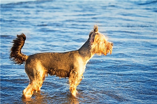 狗,岸边,海洋,水