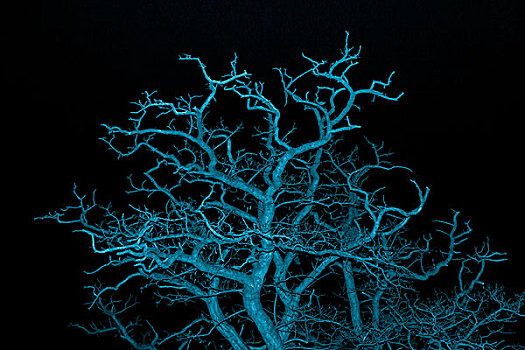 蓝色,树,夜晚