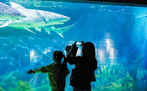 海洋公园鲨鱼水族馆