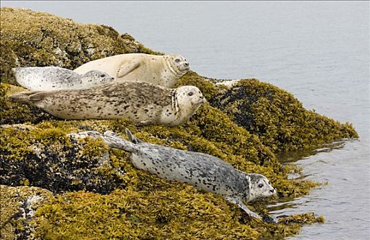 斑海豹,休息,石头