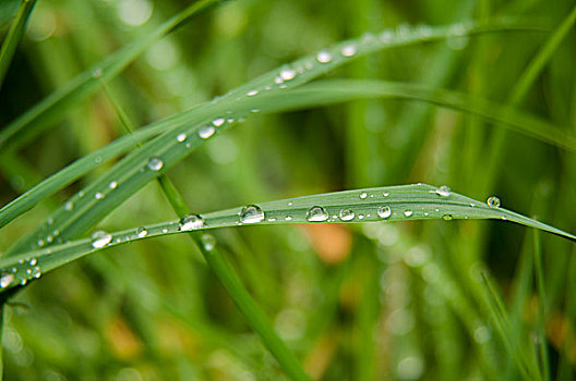 水滴,草叶