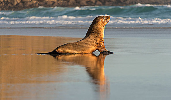 新西兰海狮,坐,海滩,湾,奥塔哥,半岛,南岛,新西兰,大洋洲