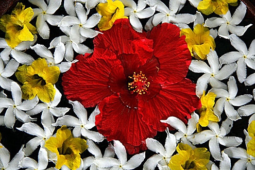 花,斯里兰卡,六月,2007年