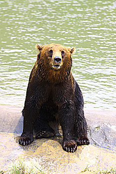 动物园里面的棕熊