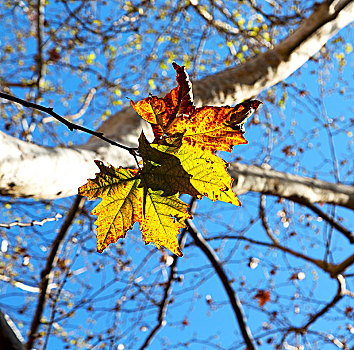 公园,叶子,秋天,自然,概念,背景