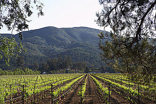 风景,葡萄园,不动产,葡萄酒厂,那帕山谷,加利福尼亚,美国