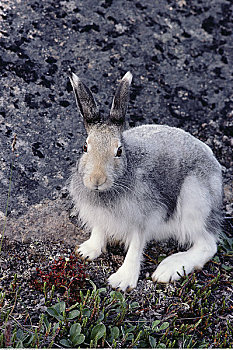北极兔,巴芬岛
