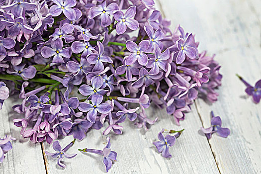 丁香,花,紫色,紫罗兰,春天