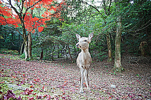 鹿,树林,公园,宫岛,严岛神社,广岛,本州,日本