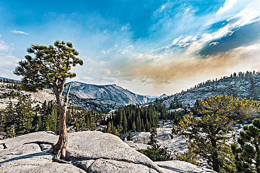 树,松树,岩石,高原,优胜美地国家公园,加利福尼亚,美国,北美