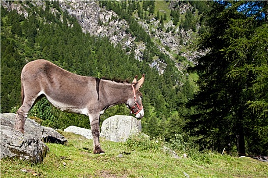 驴,意大利阿尔卑斯山