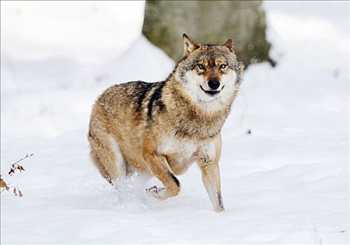 欧洲,狼,雪中,巴伐利亚森林国家公园,德国