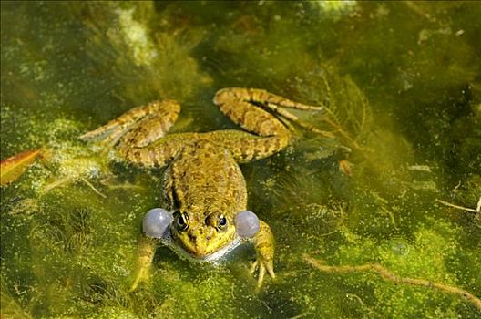 雄性,水塘,青蛙,可食,蛙属