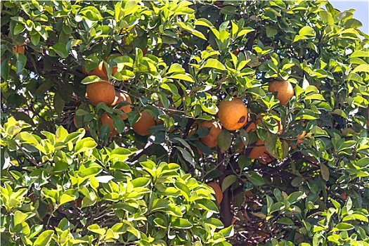 橘树,甜橙