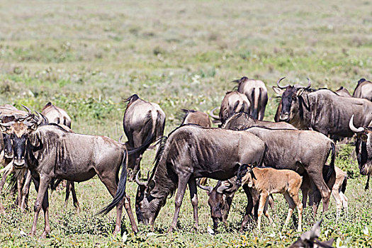 牧群,角马,束,向上,吃草,新生,幼兽,成年,看镜头,侧视图,恩戈罗恩戈罗,保护区,坦桑尼亚