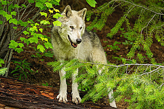 灰狼,金色,不列颠哥伦比亚省,加拿大