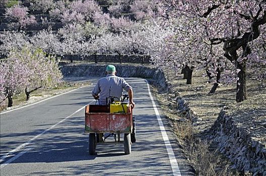 农民,驾驶,迷你,拖拉机,公路,花,杏树,扁桃,阿利坎特,白色海岸,西班牙
