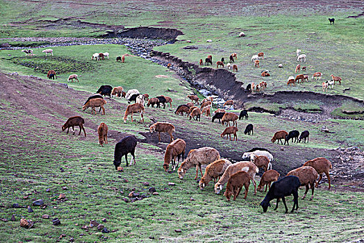 埃塞俄比亚,牧群,山羊,塞米恩国家公园