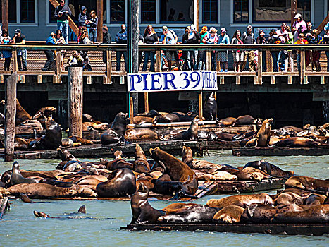 海狮,码头,旧金山,美国