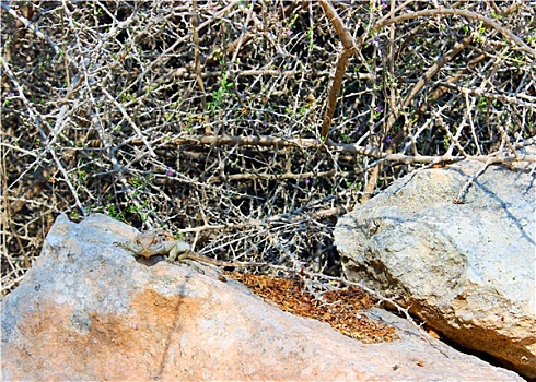 蜥蜴,石头
