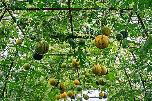立体栽培西瓜