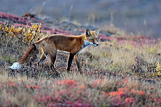 狐狸,猎捕,黎明,德纳里峰国家公园,阿拉斯加