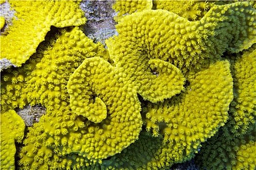黄色,珊瑚,水下