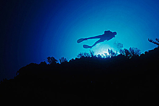 仰视,潜水者,水下,洛斯罗克斯群岛,委内瑞拉