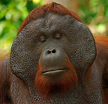 猩猩,雄性,檀中埠廷国立公园,中心,加里曼丹,婆罗洲,印度尼西亚,亚洲