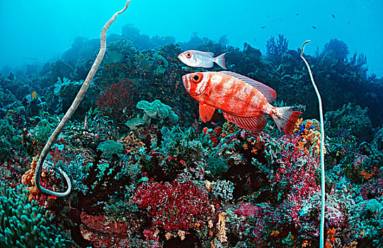 珊瑚礁,大眼鲷,宝石大眼鲷,西里伯斯海,苏拉威西岛,印度尼西亚