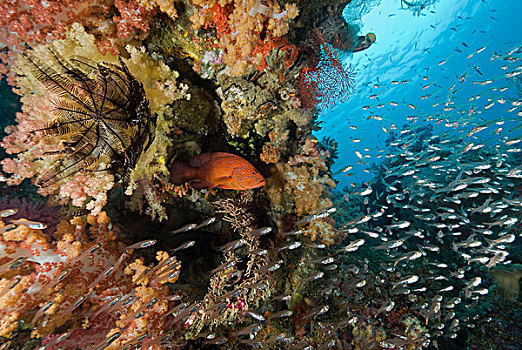 印度尼西亚,四王群岛,鱼,鱼群,游动,过去,珊瑚