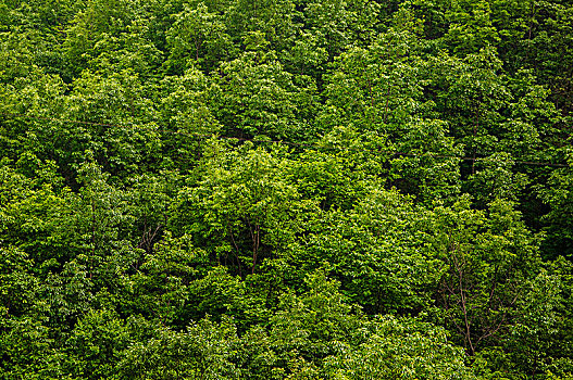山地环境中密集的树林