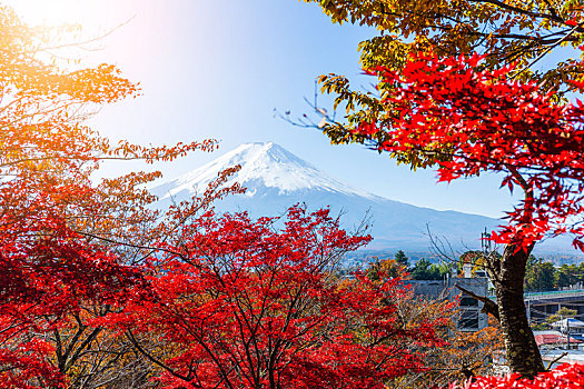 富士山,红枫,树