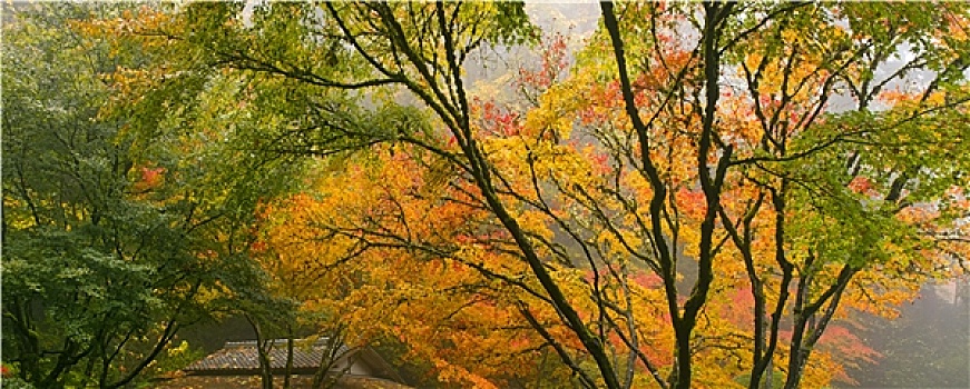 篷子,鸡爪枫,树,秋天