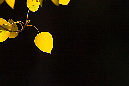 黄色,白杨,叶子,黑色背景