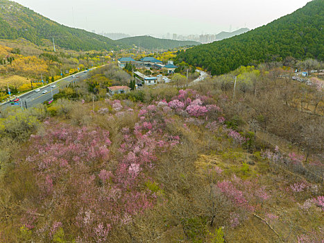 济南佛慧山山脚下的桃花