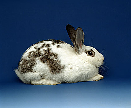 黑白,兔子,蓝色背景