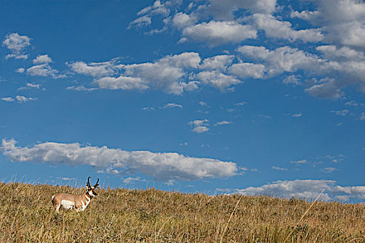 叉角羚,北美叉角羚,山坡,东方,蒙大拿