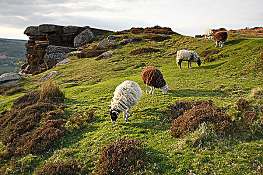 绵羊,放牧,德贝郡,2009年