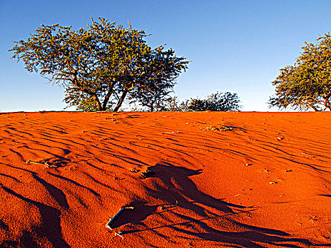 纳米比亚,卡拉哈里沙漠,红色,沙丘