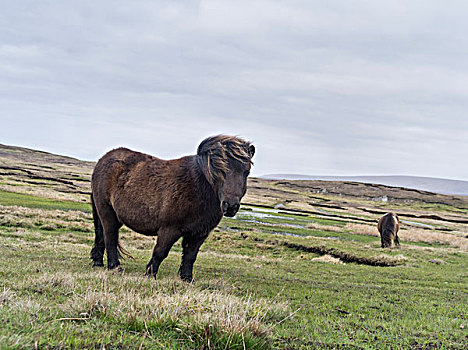 设得兰矮种马,设得兰群岛,苏格兰,大幅,尺寸