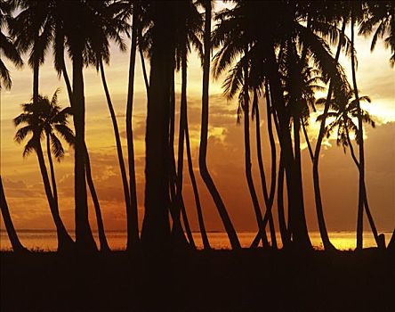 海滩,棕榈树,日落,茉莉亚岛,法属玻利尼西亚,南太平洋,大洋洲