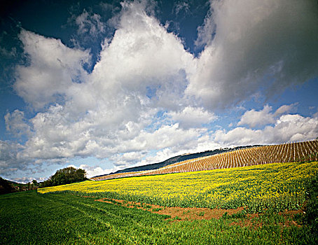 作物,土地,沃州,瑞士
